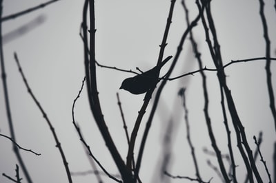 鸟栖息在树枝上